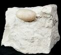 Eocene Aged Fossil Snake Egg - Bouxwiller, France #12966-1